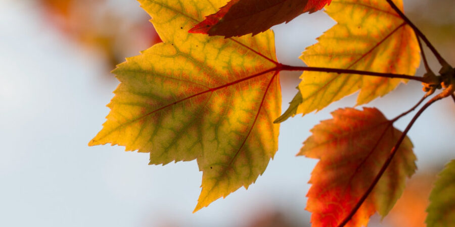 Des feuilles d'automne lumineuse