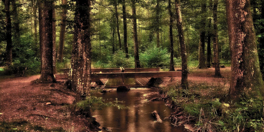 Une foret près d'un ruisseau où les arbres sont verts. Signe de l'homme qui met sa foi en Dieu